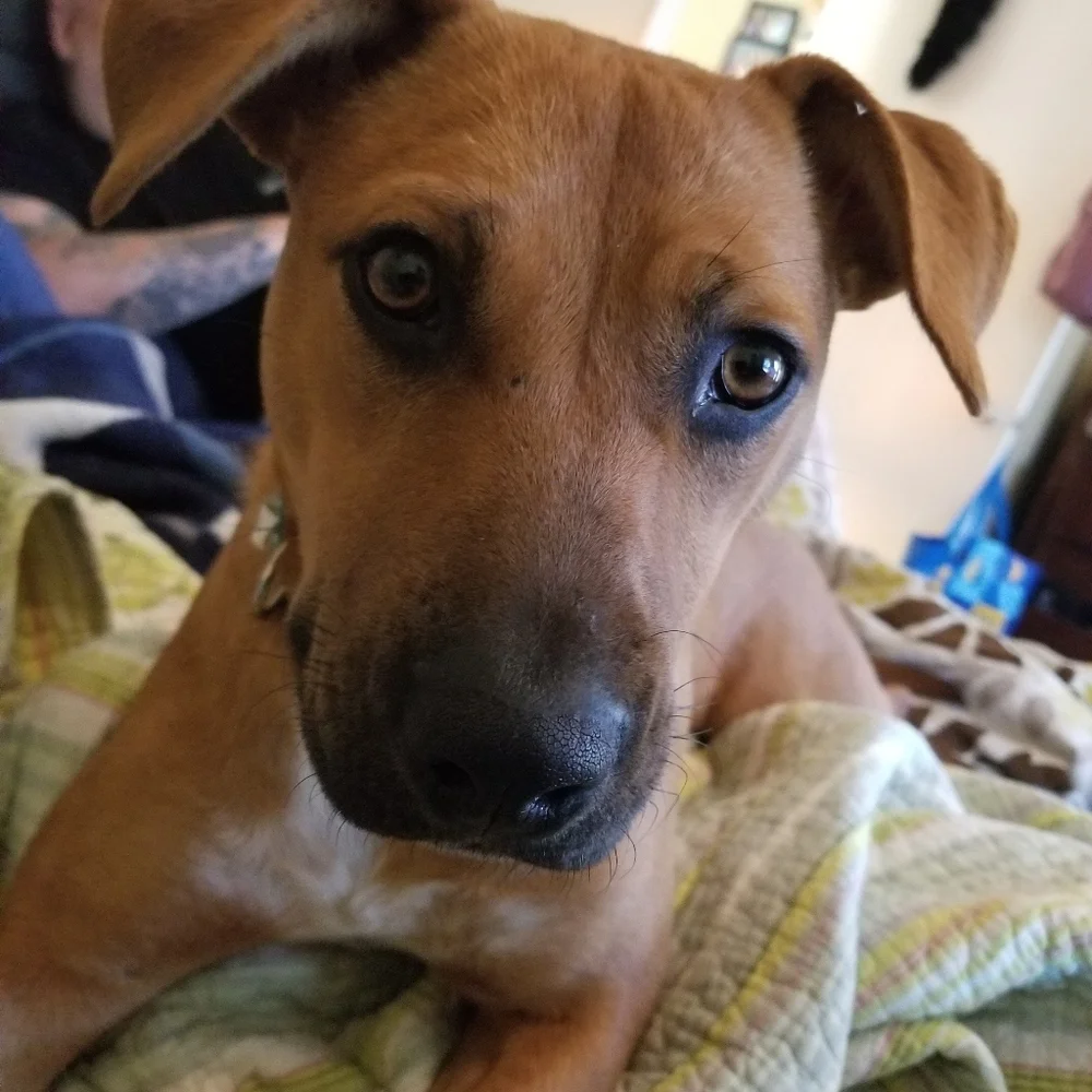 ROXY the star of my show